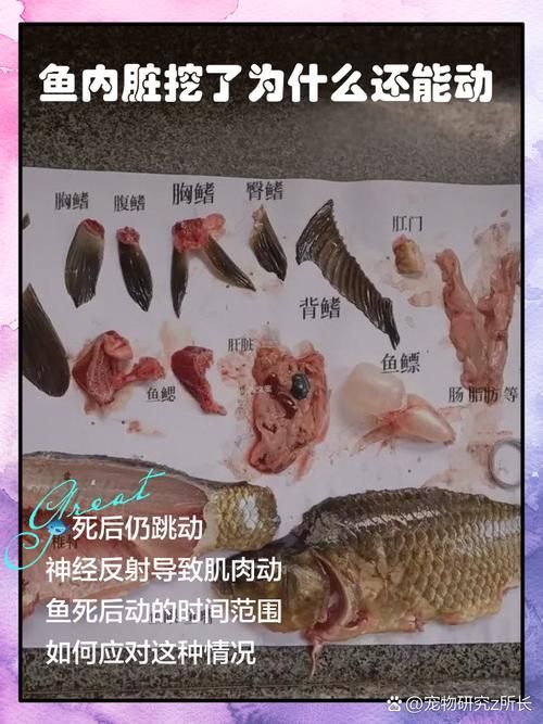 腹水魚最怕三個東西