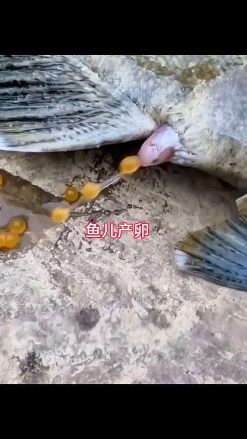 白子關刀魚多久繁殖一次