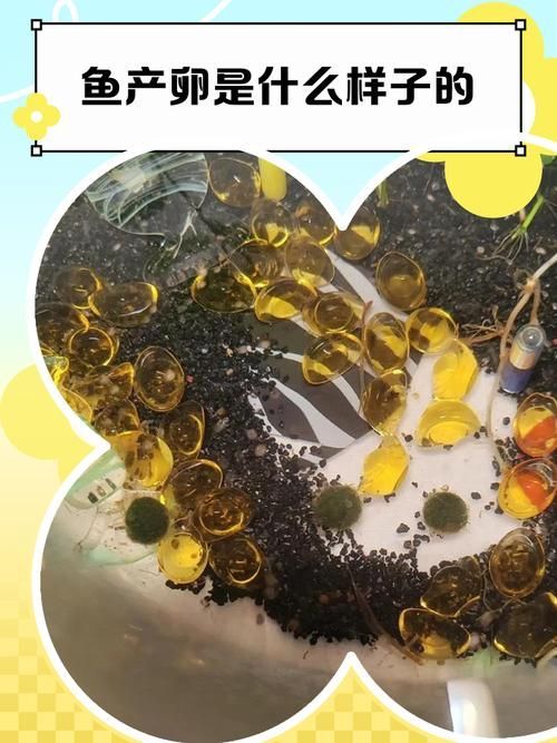 白子關刀魚多久繁殖一次