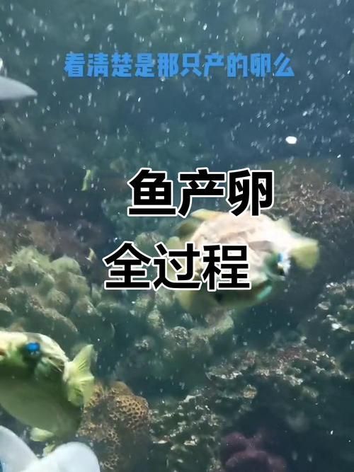 白子關刀魚多久繁殖一次