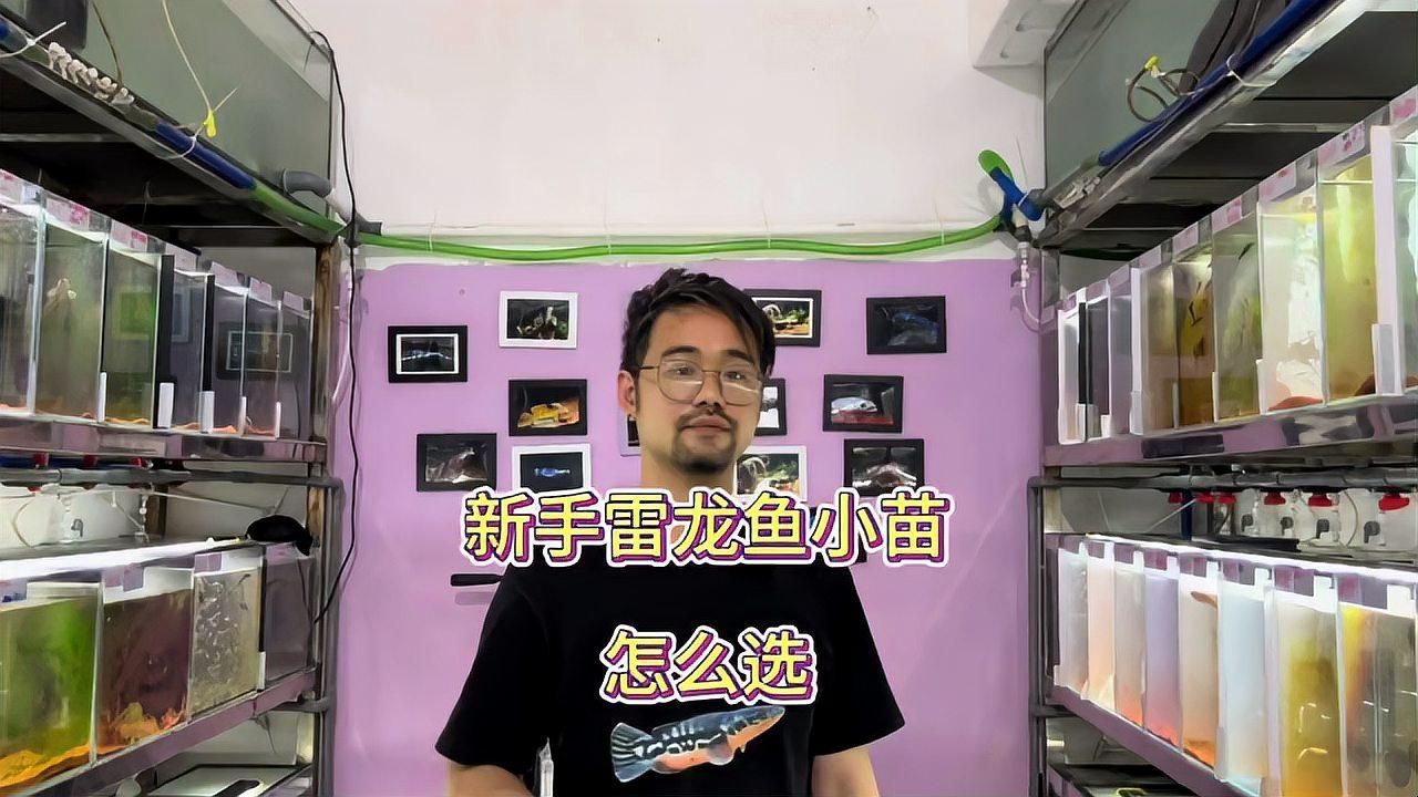 給我推薦一些適合新手飼養(yǎng)的龍魚(yú)小魚(yú)苗，新手飼養(yǎng)龍魚(yú)小魚(yú)苗有哪些建議？