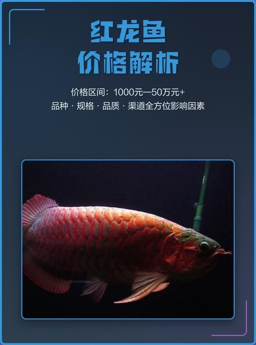 能否提供更多紅龍魚的價格記錄，如何判斷紅龍魚的價格