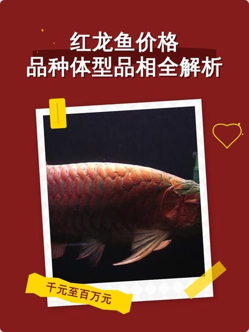 能否提供更多紅龍魚的價格記錄，如何判斷紅龍魚的價格