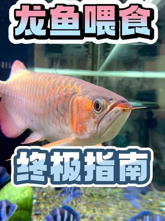 龍魚吃多少食物合適？，龍魚吃多少食物合適 龍魚吃多少食物合適？，龍魚吃多少食物合適 龍魚百科 第3張