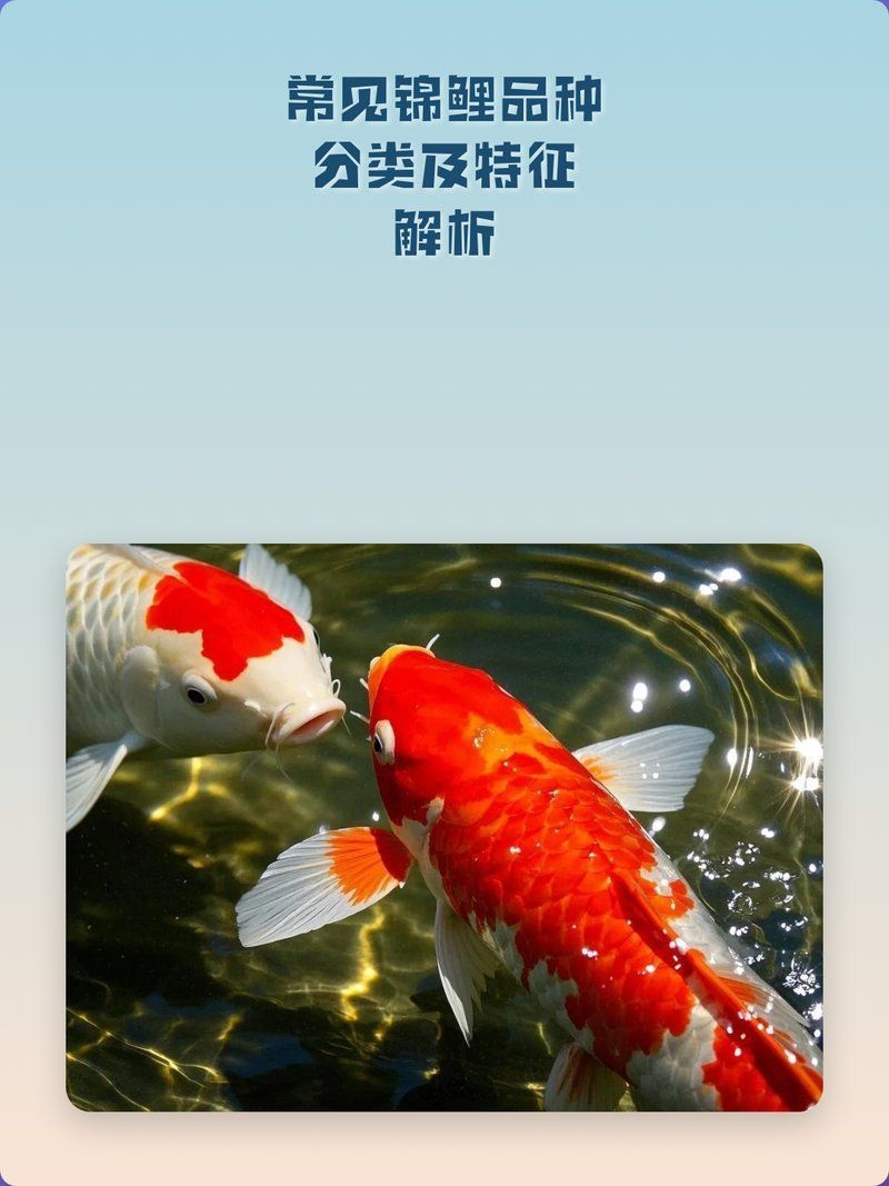 還有哪些錦鯉品種值得推薦？