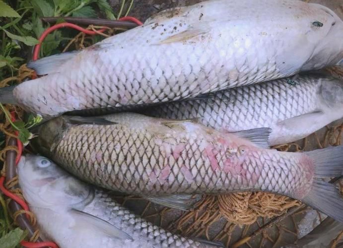 魚的常見病與防治圖片，魚的常見病與防治