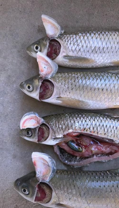 魚的常見病與防治圖片，魚的常見病與防治
