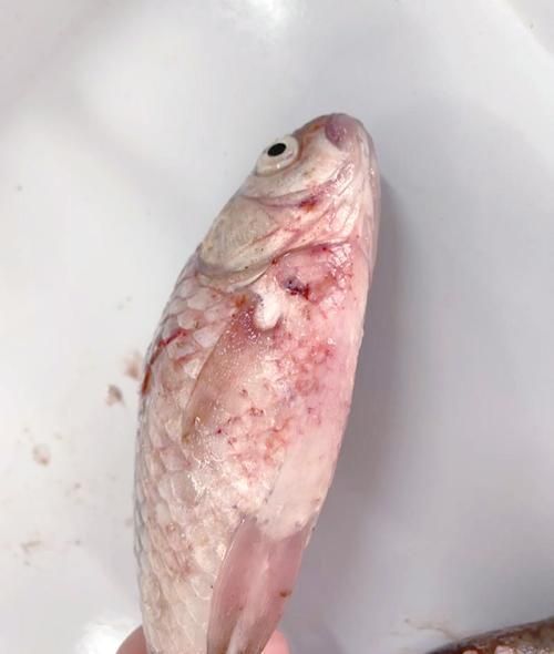 魚的常見病與防治圖片，魚的常見病與防治