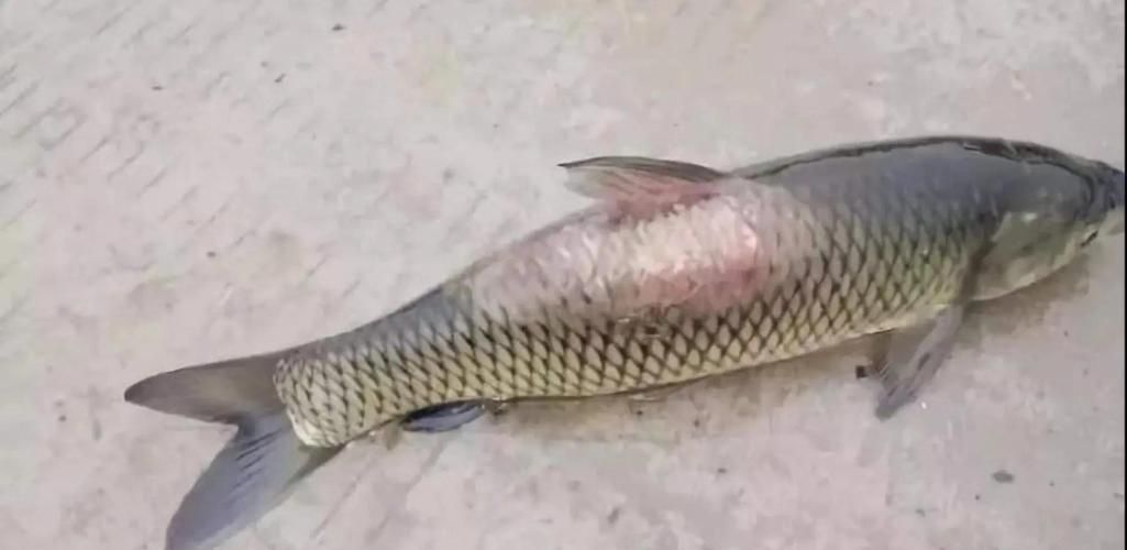魚的常見病與防治圖片，魚的常見病與防治