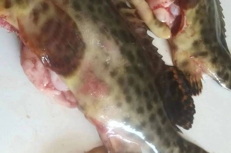 魚的常見病與防治圖片，魚的常見病與防治
