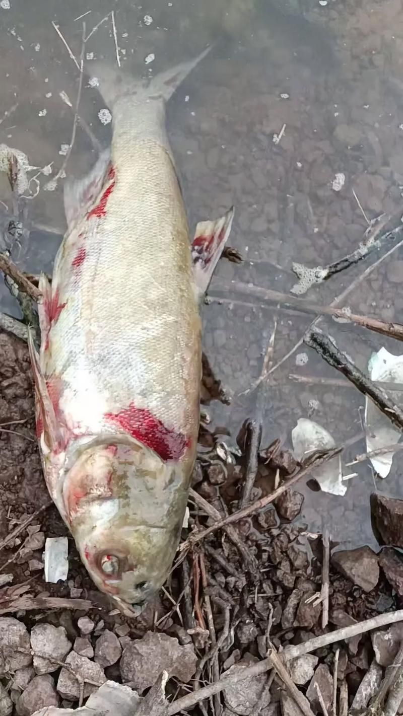 魚的常見病與防治圖片，魚的常見病與防治