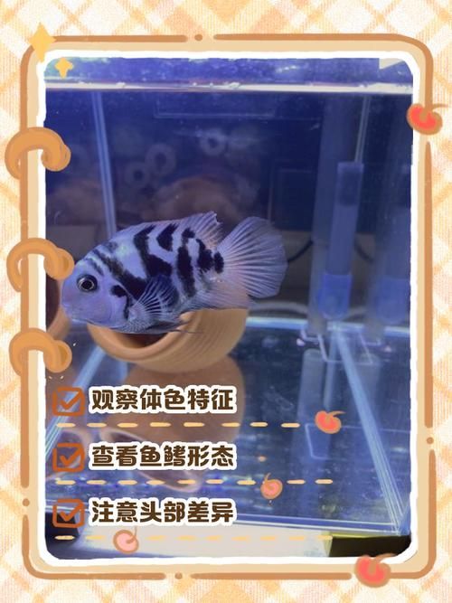 如何預(yù)防迷你鸚鵡魚鰭根部充血，迷你鸚鵡魚鰭根部充血的系統(tǒng)性預(yù)防指南