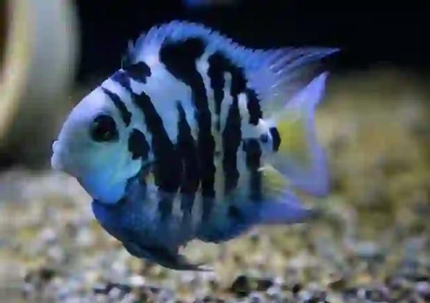 如何預(yù)防迷你鸚鵡魚鰭根部充血，迷你鸚鵡魚鰭根部充血的系統(tǒng)性預(yù)防指南