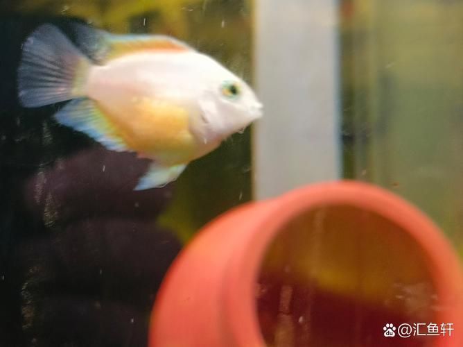 如何預(yù)防迷你鸚鵡魚鰭根部充血，迷你鸚鵡魚鰭根部充血的系統(tǒng)性預(yù)防指南