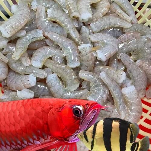 有哪些替代活泥鰍的龍魚餌料？