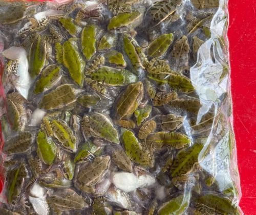 有哪些替代活泥鰍的龍魚餌料？