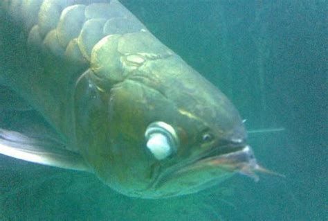 龍魚眼睛發(fā)白會自己好起來嗎？，龍魚的眼睛發(fā)白會自己好起來嗎