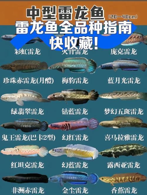 云城龍魚有哪些品種？，云城龍魚有哪些品種云城龍魚有哪些特點