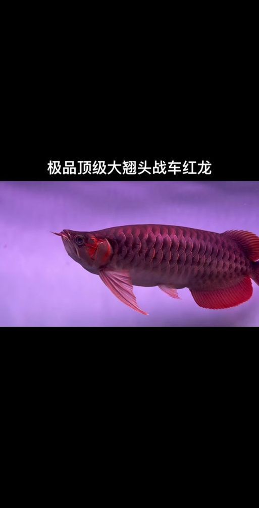 戰車紅龍魚有哪些特征？，戰車紅龍魚vs戰車紅龍魚對比圖文并茂圖文并茂的完整描述