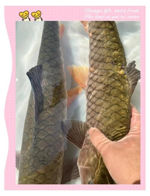 從化龍魚的營養(yǎng)價值，從化流溪娟魚的營養(yǎng)價值