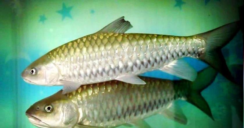 從化龍魚的營養(yǎng)價值，從化流溪娟魚的營養(yǎng)價值