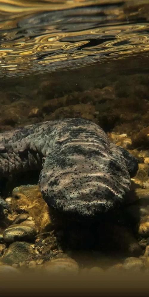 如何判斷四腳魚是否健康，“四腳魚”是否健康思考完成1000字內容和配圖