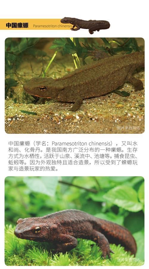 如何判斷四腳魚是否健康，“四腳魚”是否健康思考完成1000字內容和配圖