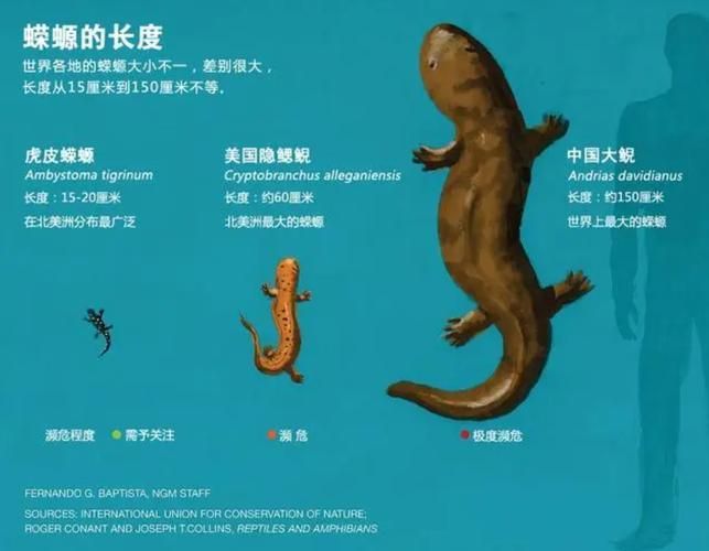 如何判斷四腳魚是否健康，“四腳魚”是否健康思考完成1000字內容和配圖