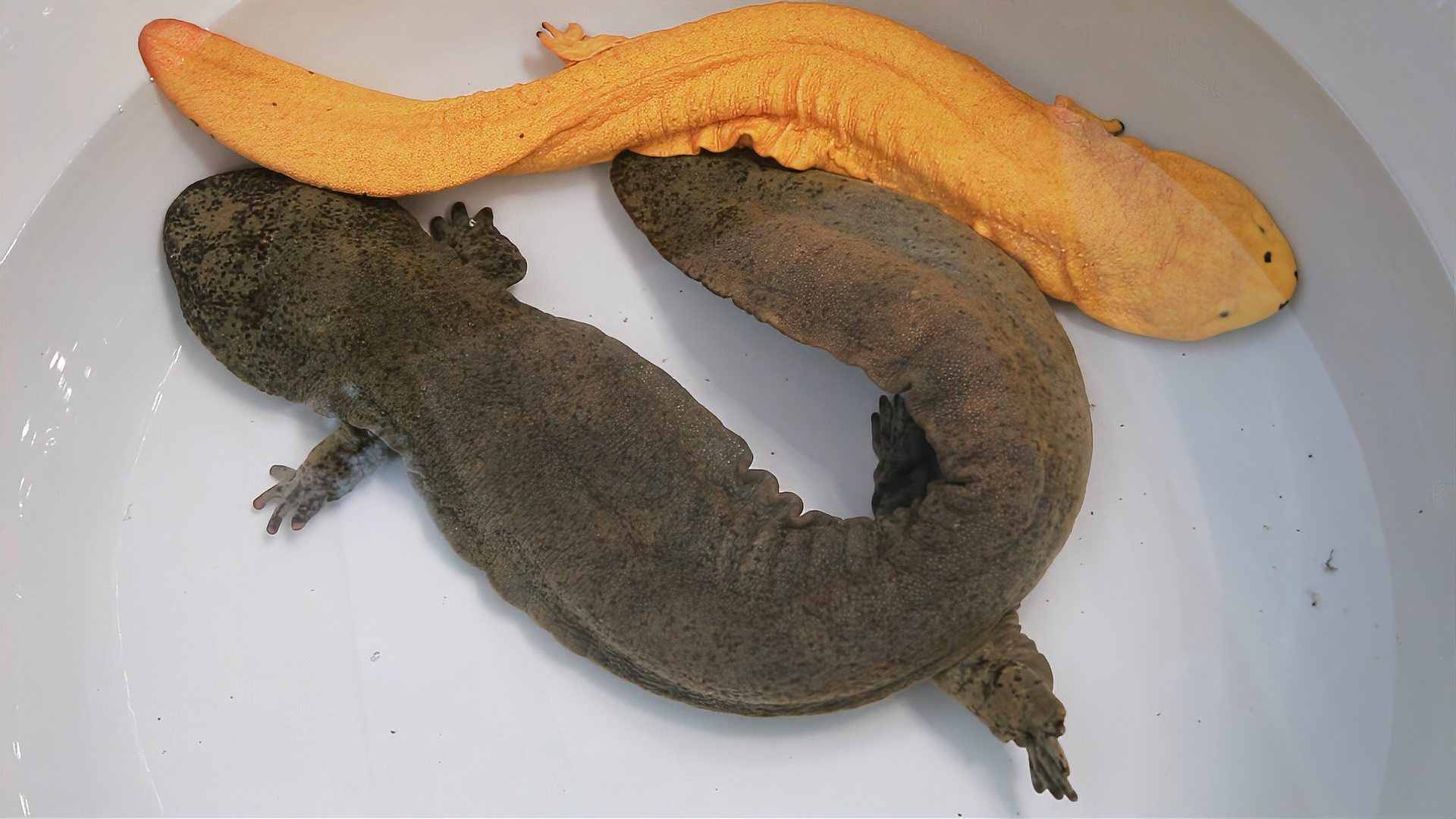 如何判斷四腳魚是否健康，“四腳魚”是否健康思考完成1000字內容和配圖