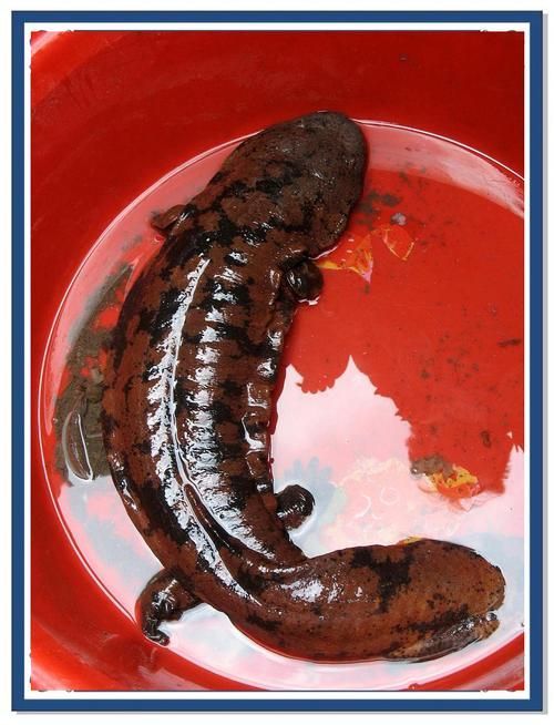 如何判斷四腳魚是否健康，“四腳魚”是否健康思考完成1000字內容和配圖
