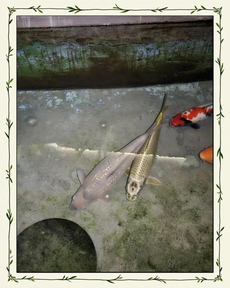 有哪些替代土霉素治療魚腹水的方法，土霉素治療魚類腹水治療魚類腹水的方法：土霉素治療