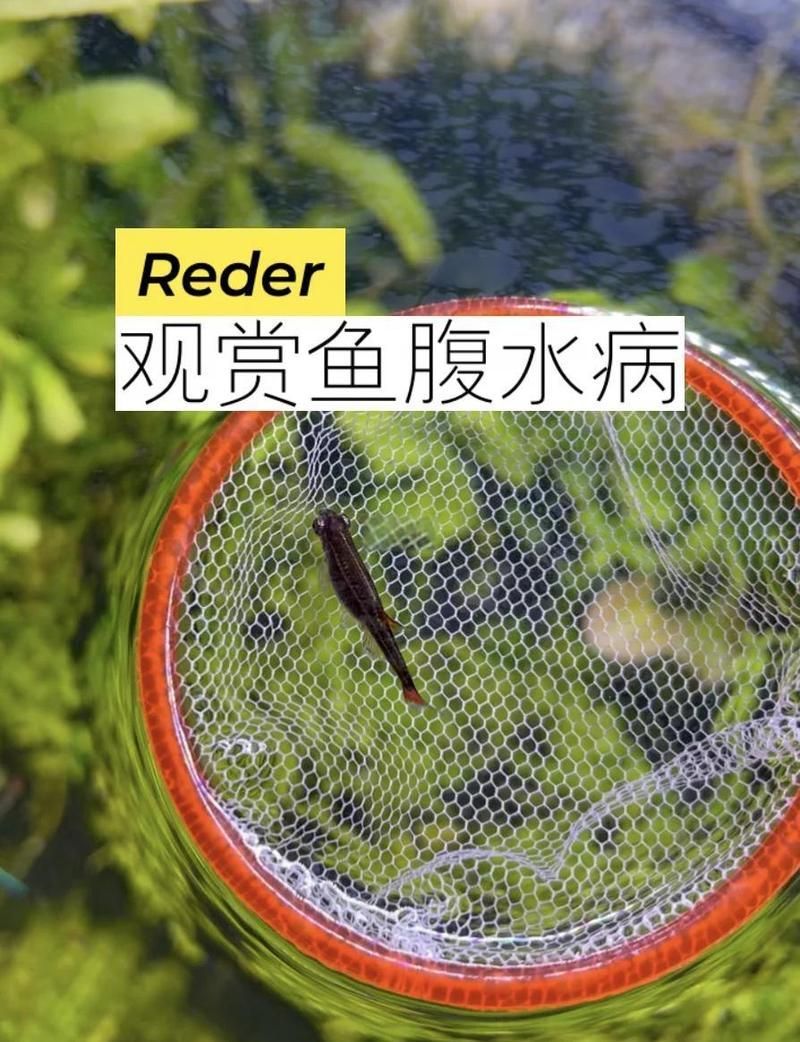 有哪些替代土霉素治療魚腹水的方法，土霉素治療魚類腹水治療魚類腹水的方法：土霉素治療