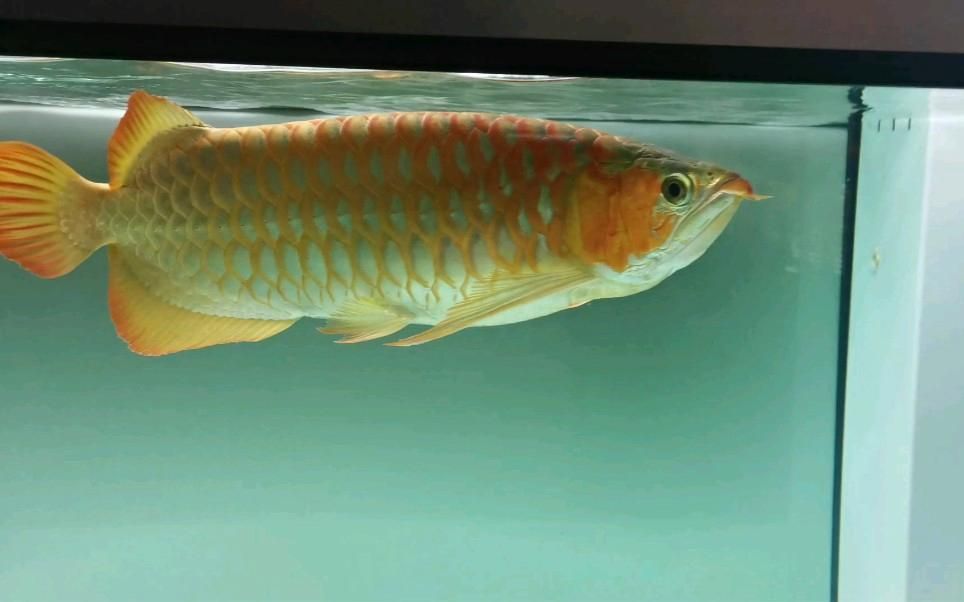 如何選擇性格溫和的魚(yú)混養(yǎng)，如何選擇性格溫和的觀賞魚(yú)混養(yǎng)