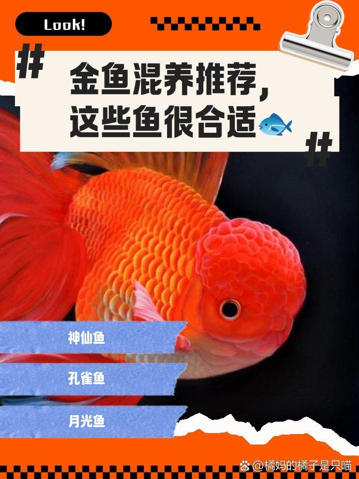 如何選擇性格溫和的魚(yú)混養(yǎng)，如何選擇性格溫和的觀賞魚(yú)混養(yǎng)