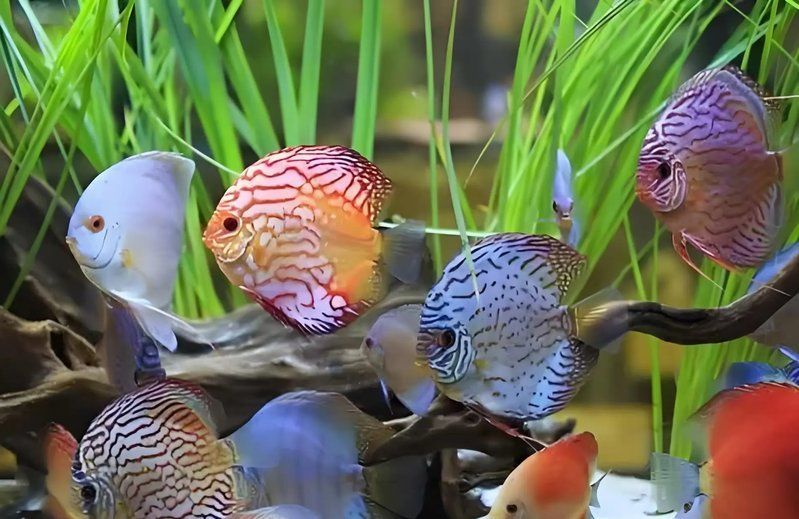 如何選擇性格溫和的魚(yú)混養(yǎng)，如何選擇性格溫和的觀賞魚(yú)混養(yǎng)
