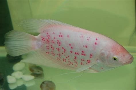 如何區分真假中國本土龍魚？，如何區分真假中國本土龍魚 如何區分真假中國本土龍魚？，如何區分真假中國本土龍魚 龍魚百科 第2張