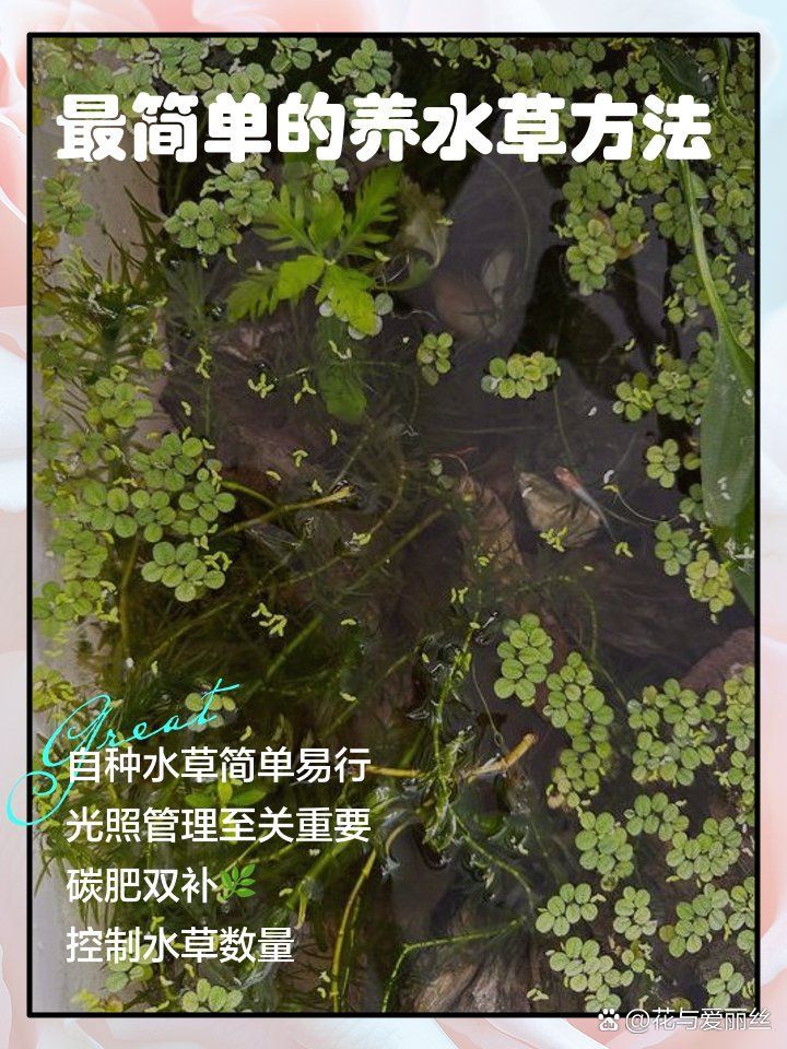 龍魚缸水草種植多久見效？，龍魚缸水草種植多久見效？水草種植時間管理表 龍魚缸水草種植多久見效？，龍魚缸水草種植多久見效？水草種植時間管理表 龍魚百科 第1張
