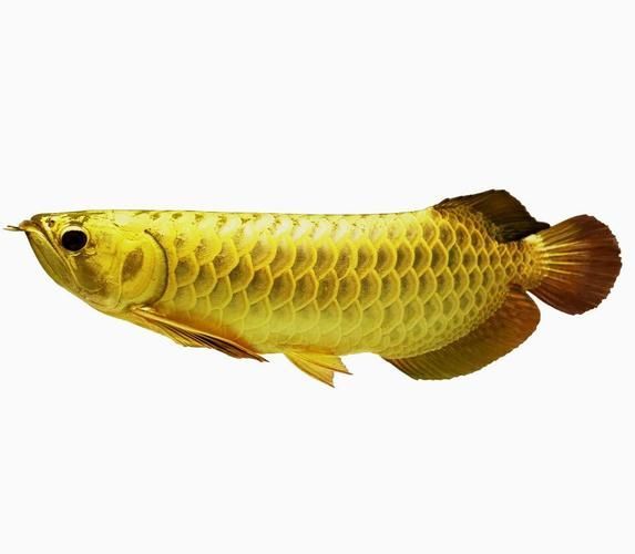 如何判斷金龍魚的質量和等級？