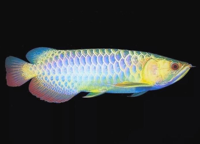 如何判斷金龍魚的質量和等級？