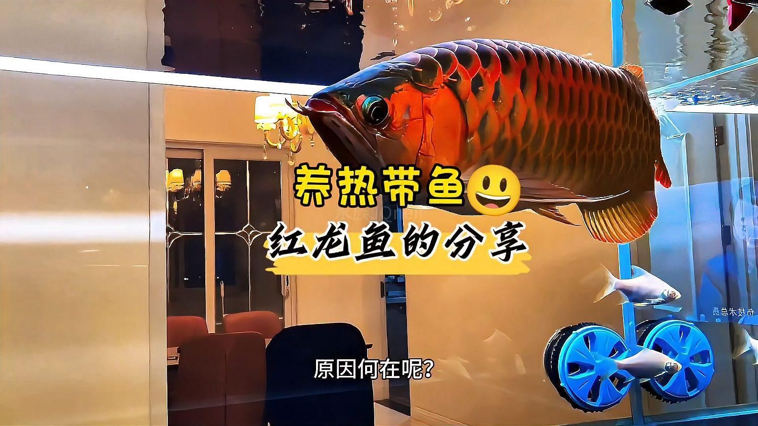 紅龍魚日常飼養技巧