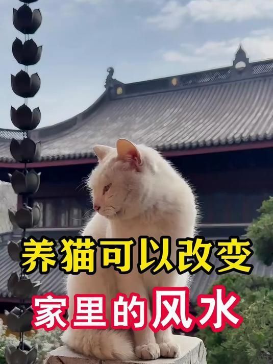 風水上養(yǎng)貓和養(yǎng)魚有沖突嗎，風水上養(yǎng)貓和養(yǎng)魚有沖突嗎?