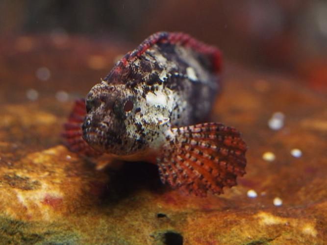 紅勾銀版魚，紅勾銀版魚的搜索