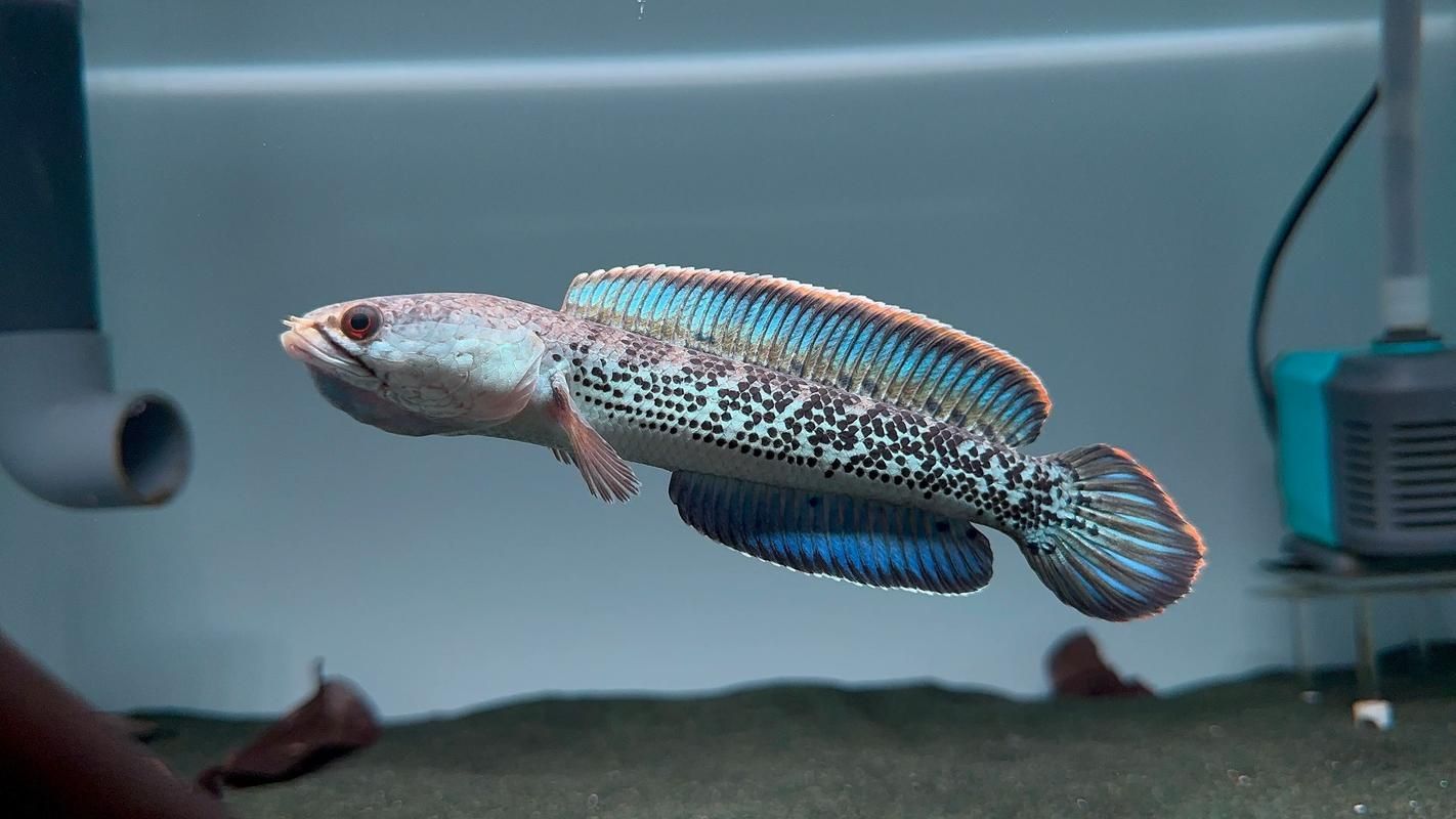 如何辨別鬼王雷龍魚的品相，如何挑選鬼王雷龍魚 如何辨別鬼王雷龍魚的品相，如何挑選鬼王雷龍魚 龍魚百科 第2張