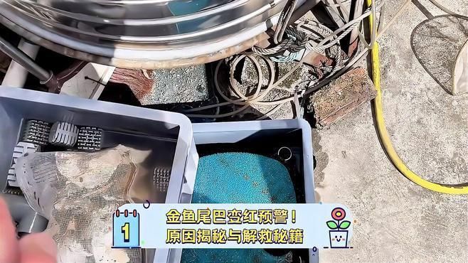 魚充血后多久會恢復(fù)