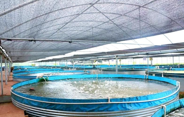 龍魚在廣西的養(yǎng)殖情況，廣西龍魚養(yǎng)殖技術 龍魚在廣西的養(yǎng)殖情況，廣西龍魚養(yǎng)殖技術 龍魚百科 第2張