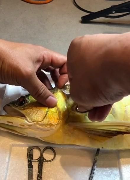 能提供龍魚單側翻腮手術的詳細圖片嗎？，關于龍魚單側翻腮手術的詳細介紹