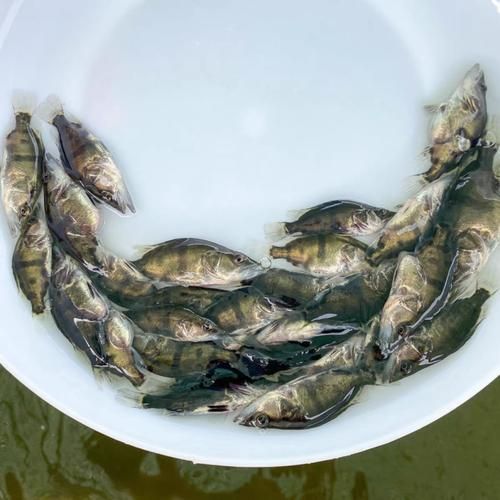 桂魚苗的批發價格是多少，桂魚苗批發價格是多少