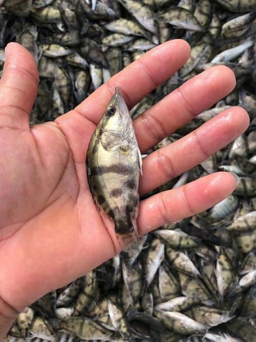 桂魚苗的批發價格是多少，桂魚苗批發價格是多少