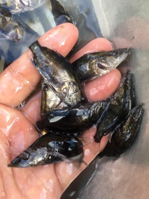 桂魚苗的批發價格是多少，桂魚苗批發價格是多少