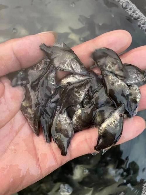 桂魚苗的批發價格是多少，桂魚苗批發價格是多少